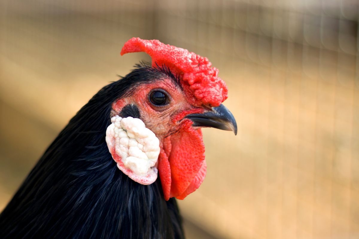 A close-up of a black chicken head.