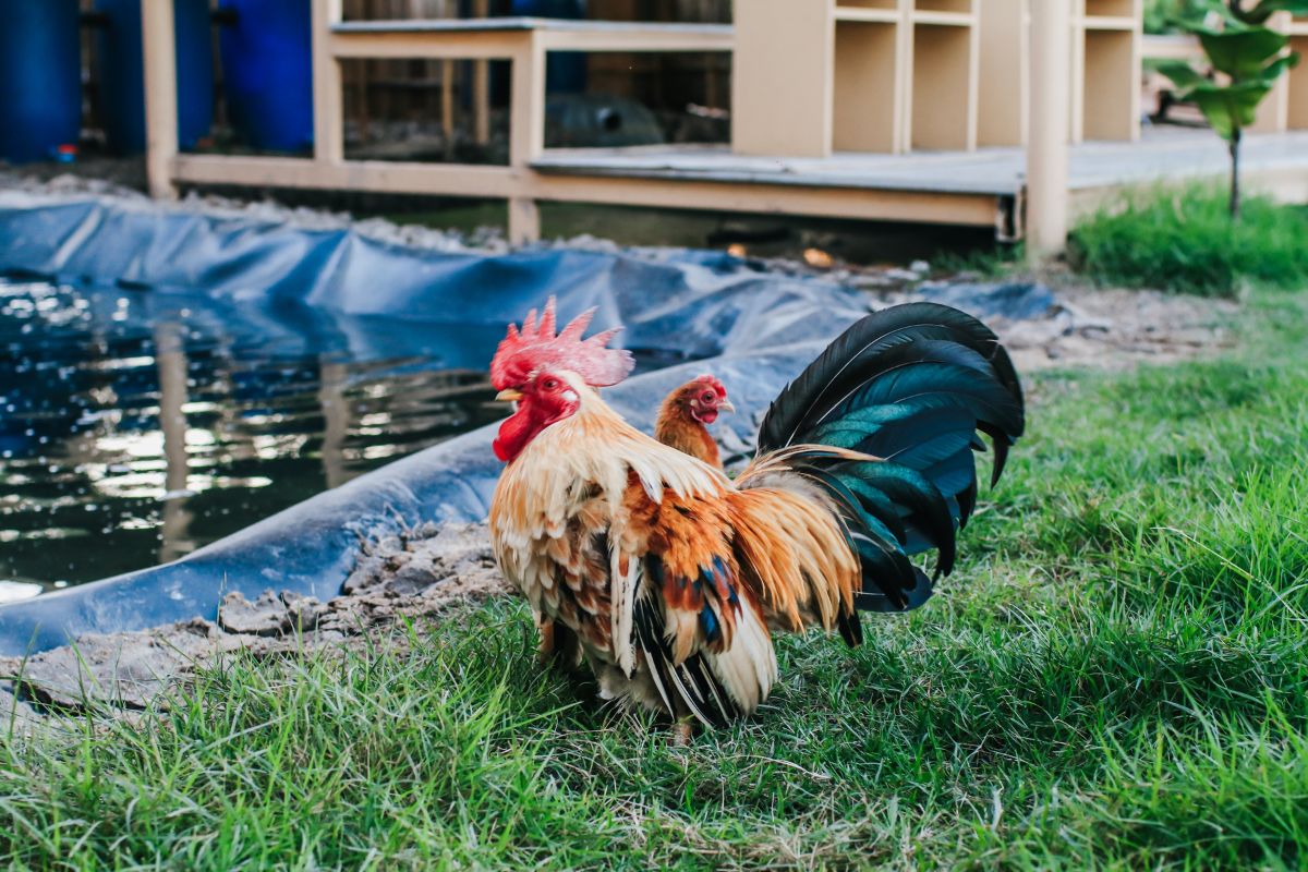 A rooster and a hen near a backyard pond.