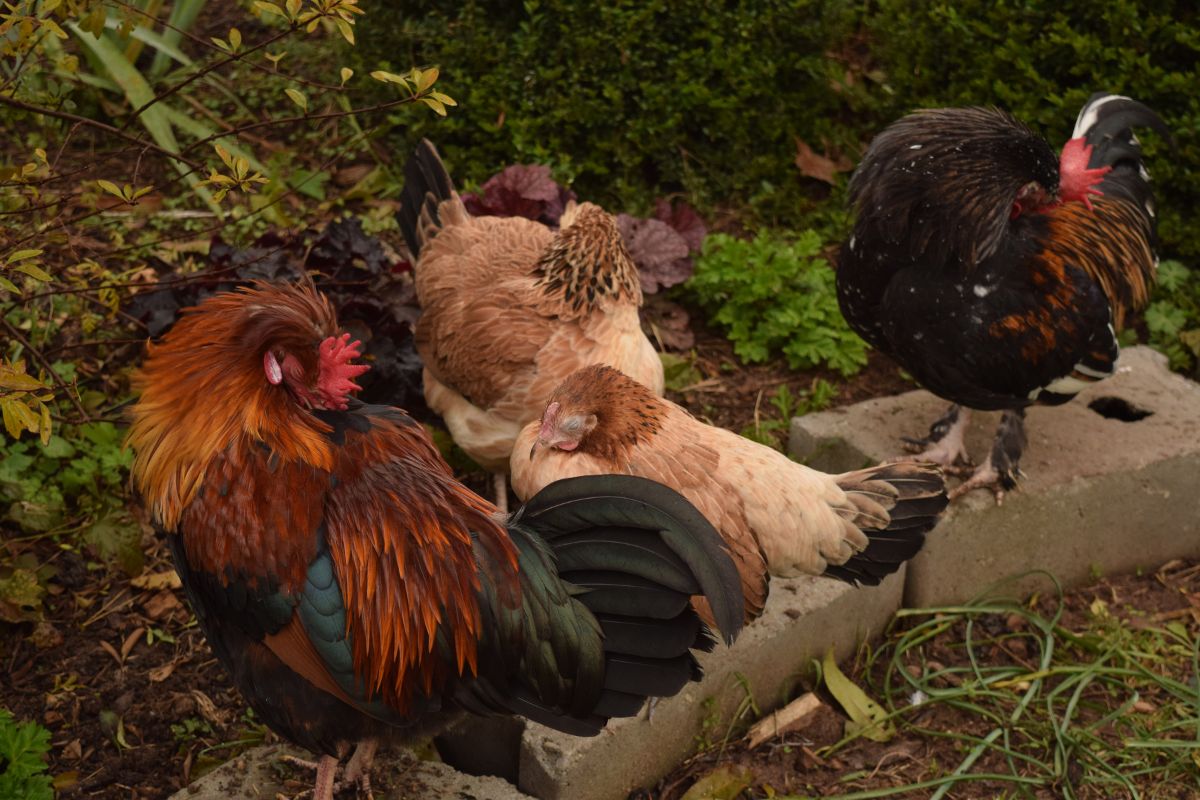 A bunch of sleeping chickens outdoor.