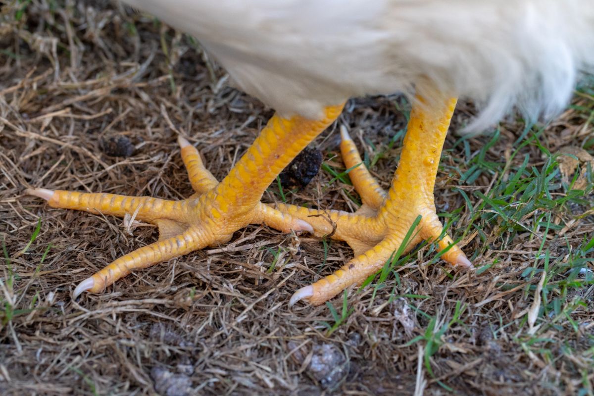 A close-up of chicken yellow feet.