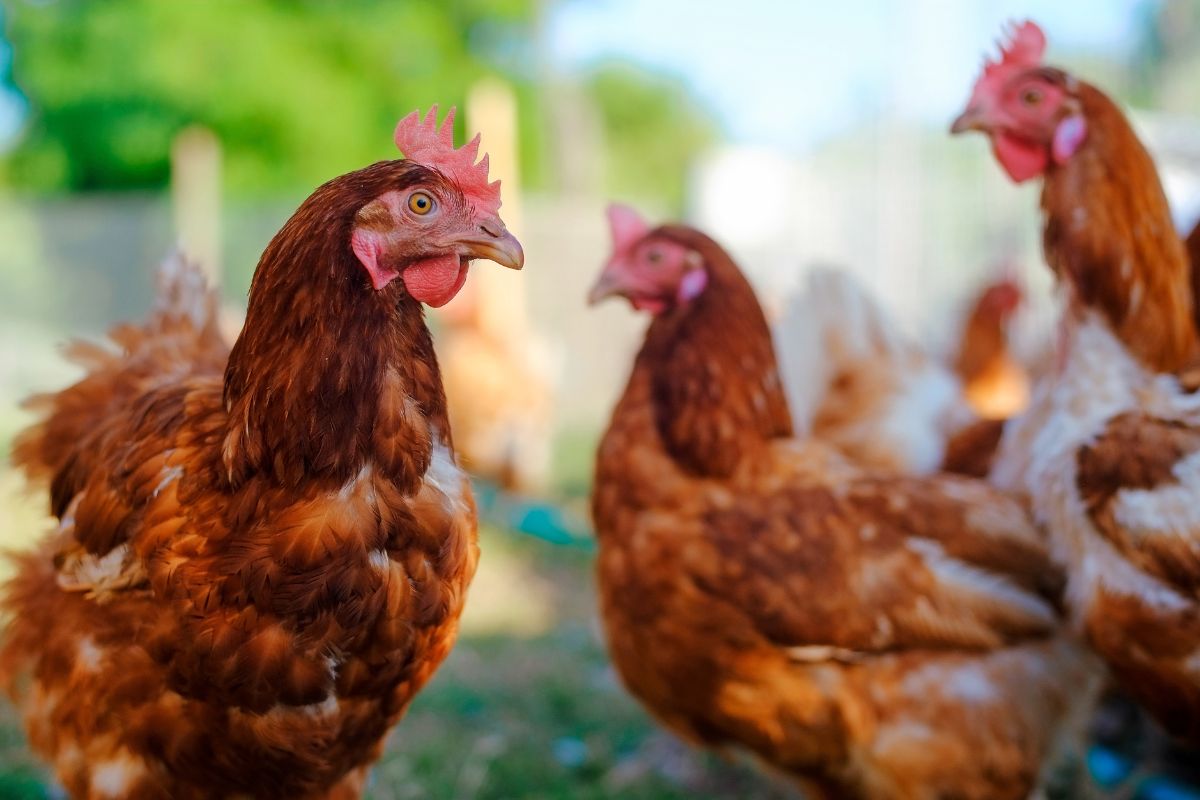 A bunch of brown chickens in a backyard.