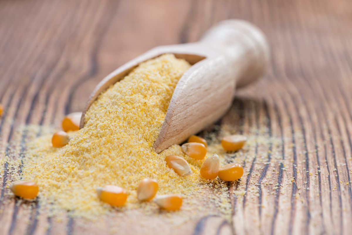 Cornmeal on a wooden table and on a wooden spoon.