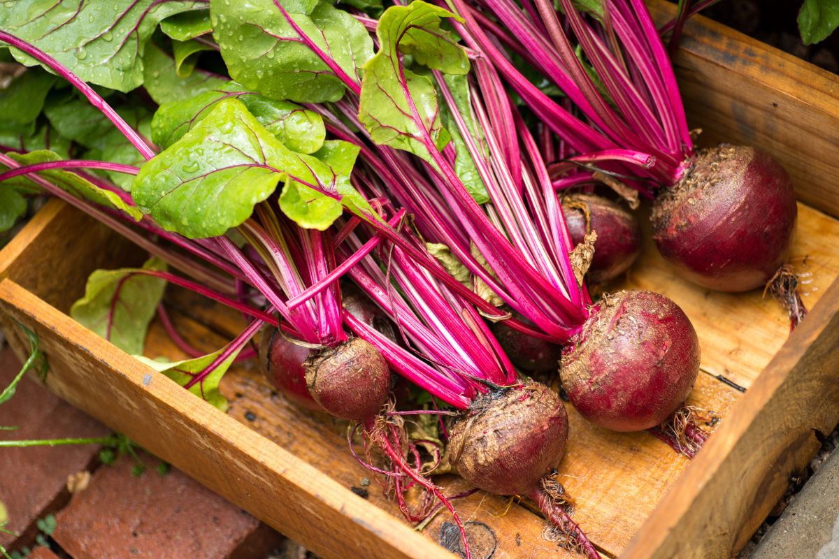 A wooden crate of organic beets.