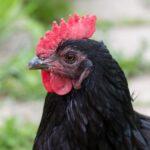 A close-up of a black chicken head.