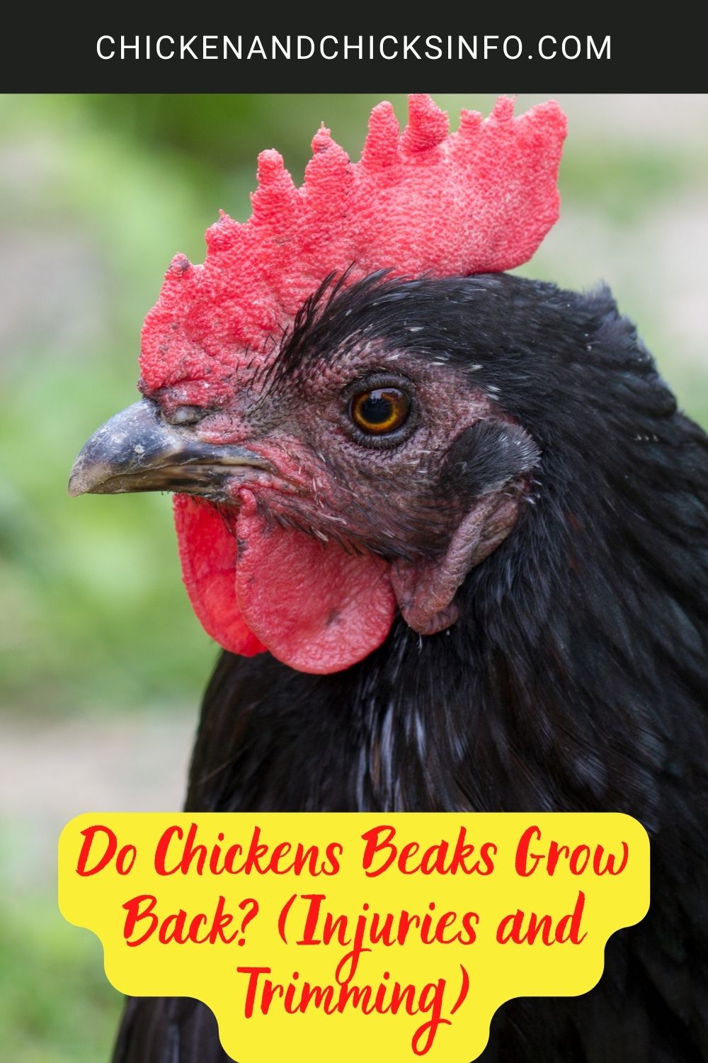 Do Chickens Beaks Grow Back? (Injuries and Trimming) poster.
