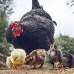 A black chicken with her chicks in a backyard.