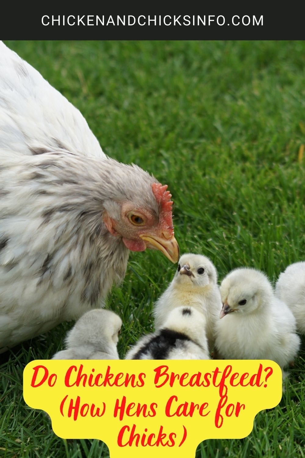 Do Chickens Breastfeed? (How Hens Care for Chicks) poster.

