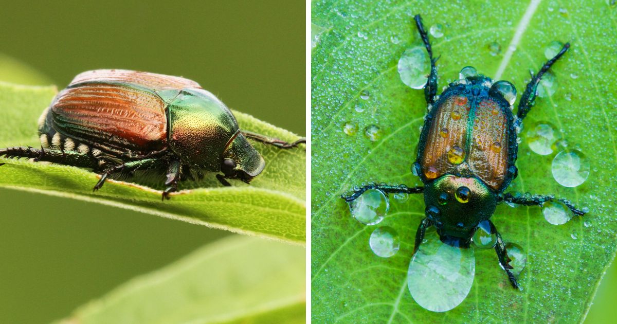 Do Chickens Eat Japanese Beetles? Chicken & Chicks Info