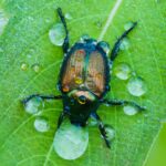 Japanese beetle on a green leaf with raindrops.