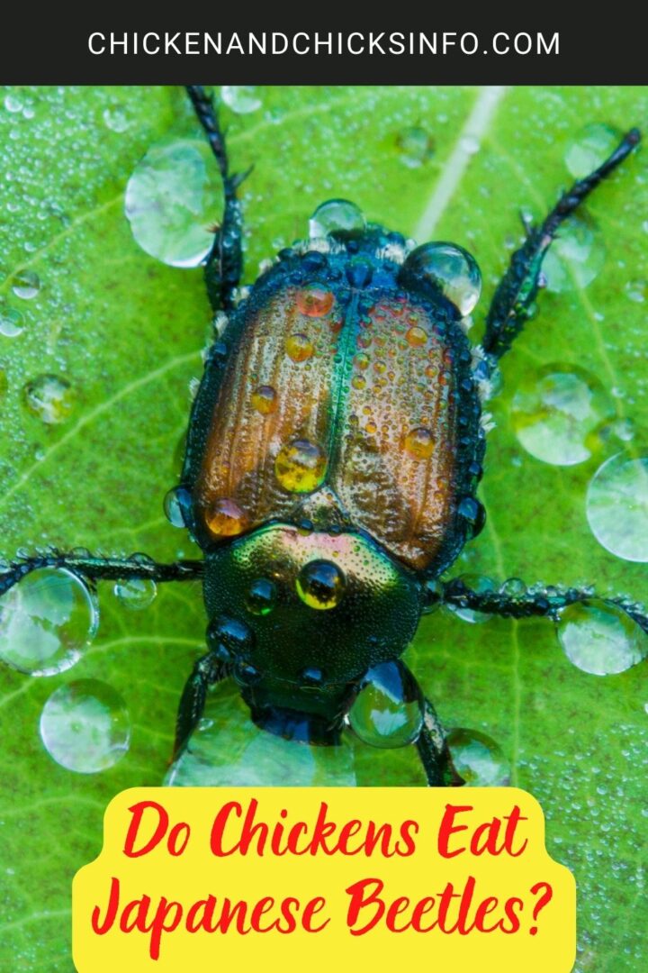 Do Chickens Eat Japanese Beetles? Chicken & Chicks Info