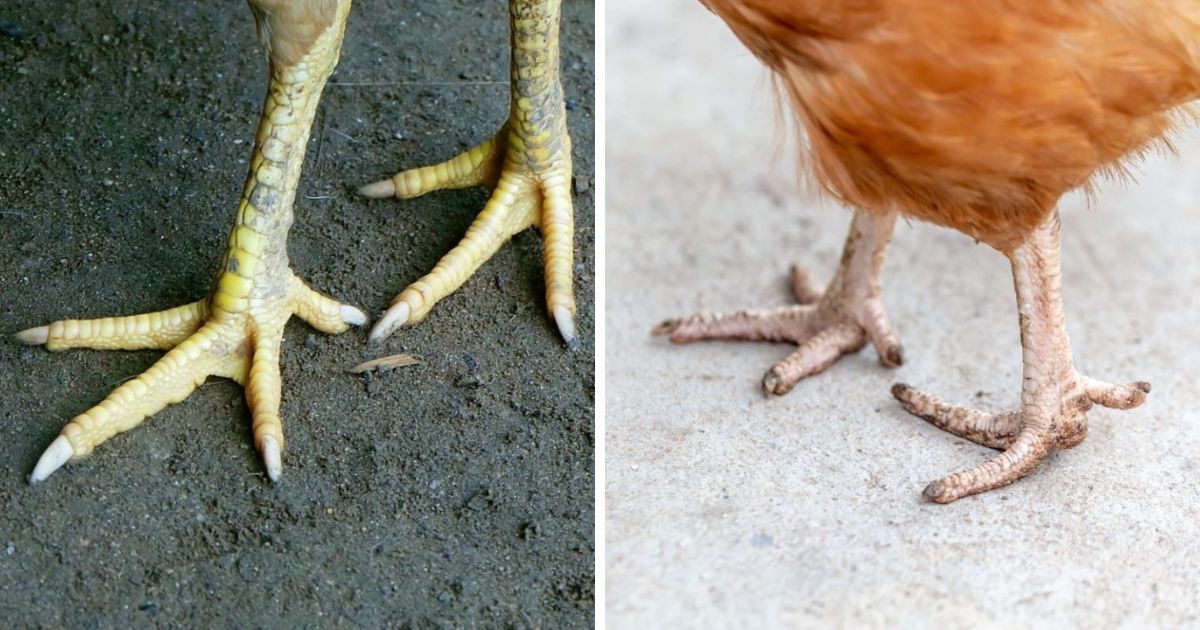 Do Chickens Have Fingers? Interesting Chicken Facts Chicken
