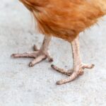 A close-up of chicken feet.