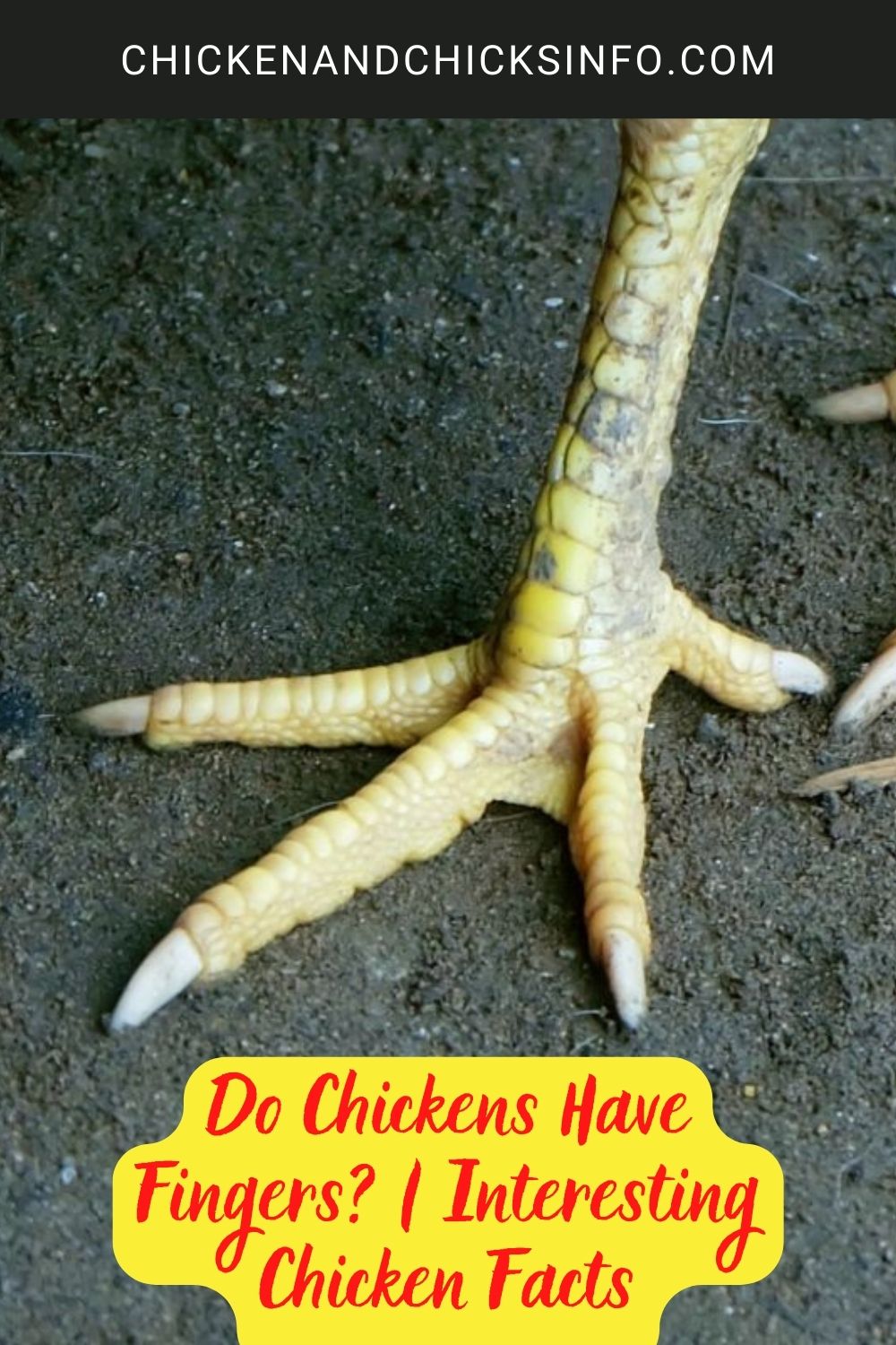 Do Chickens Have Fingers? | Interesting Chicken Facts poster.
