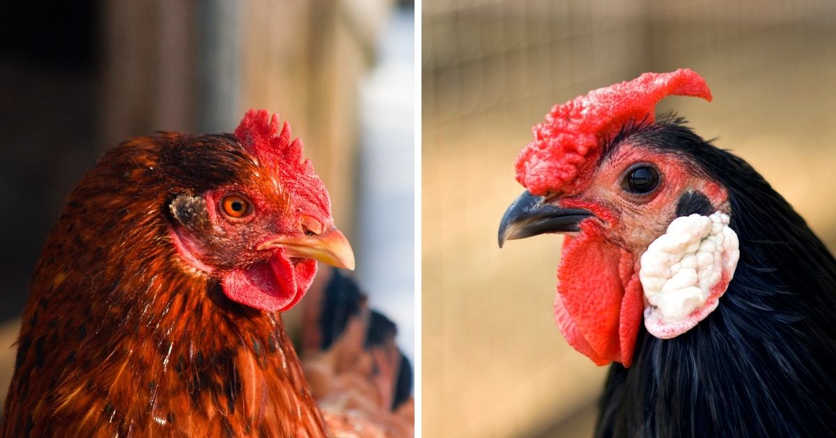 do-chickens-have-lips-chicken-facts-chicken-chicks-info