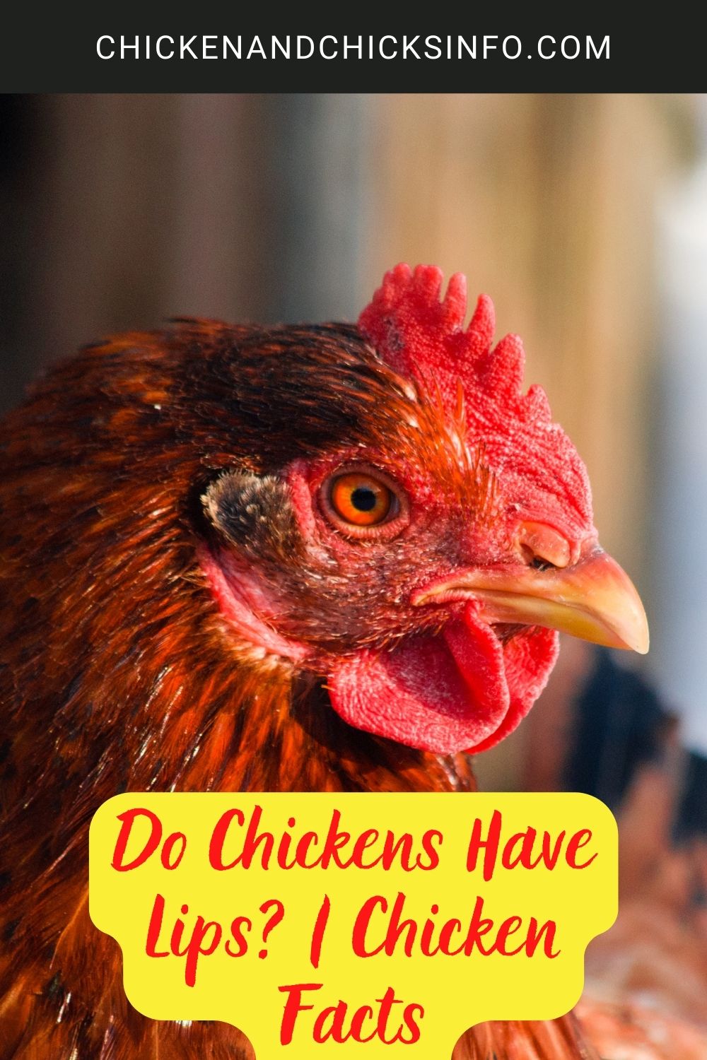 Do Chickens Have Lips? | Chicken Facts poster.

