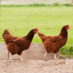 Two brown chicken walking in a backyard near a fence.