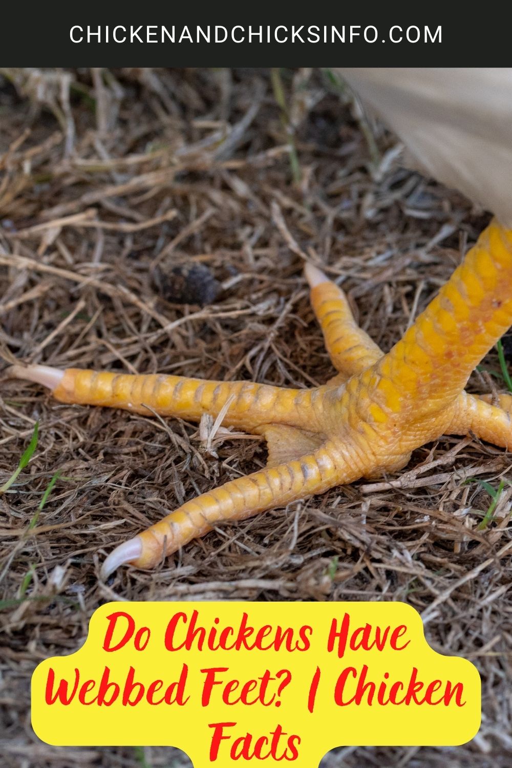 Do Chickens Have Webbed Feet? | Chicken Facts poster.
