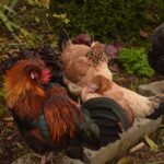 A bunch of sleeping chickens in a backyard.