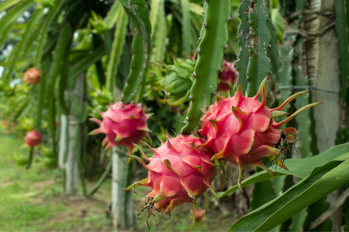 Ripe dragon fruits hanging on plants.