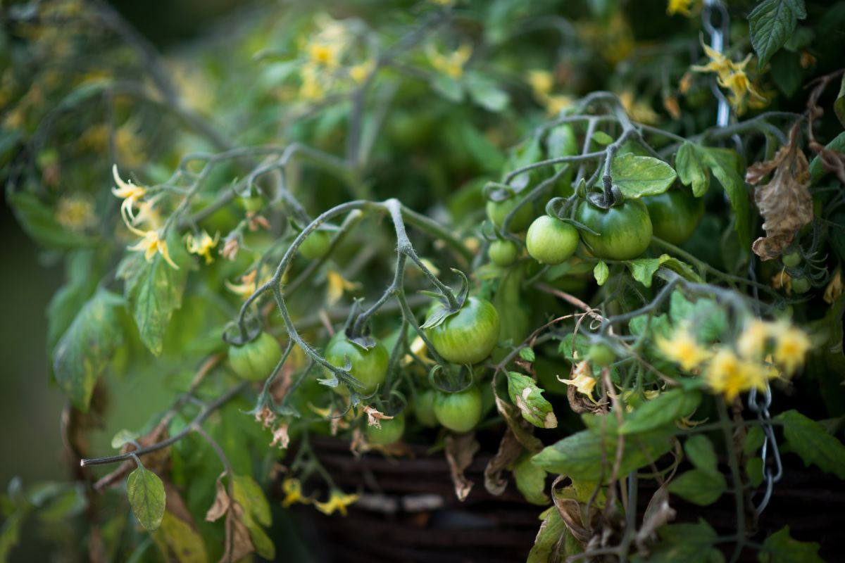 Green unripe tomatoes hanging on a plant.