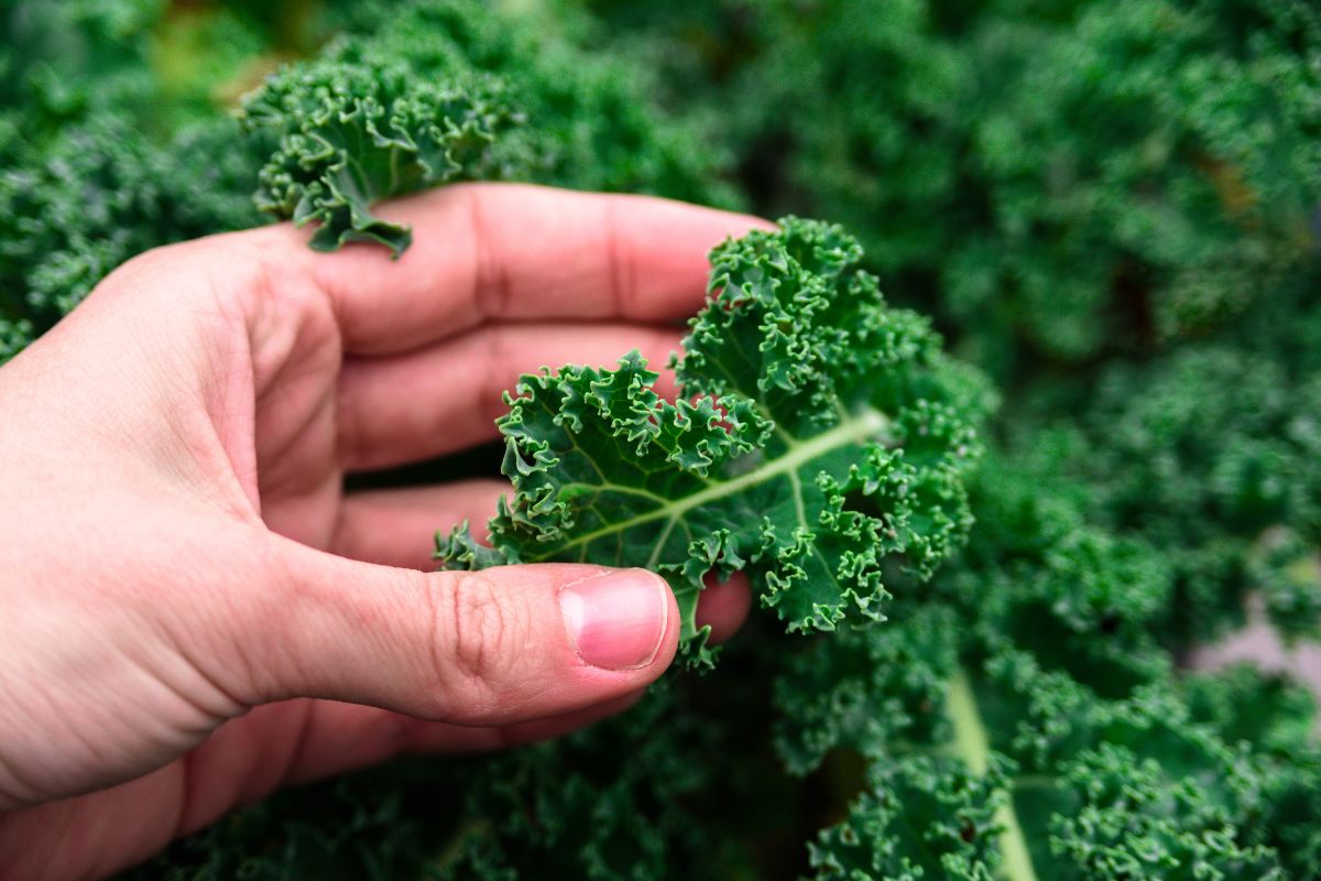 A hand touching organic kale.