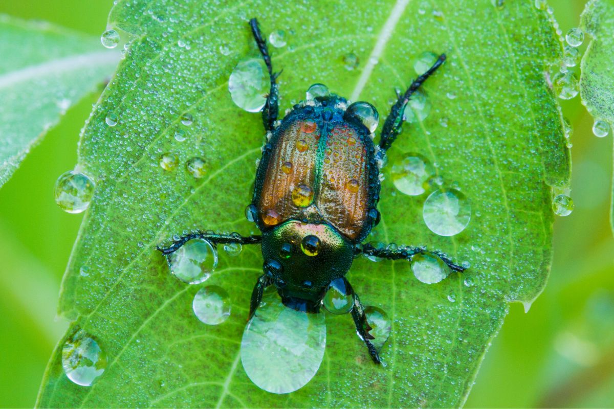 Japanese beetle on a green leaf with raindrops.