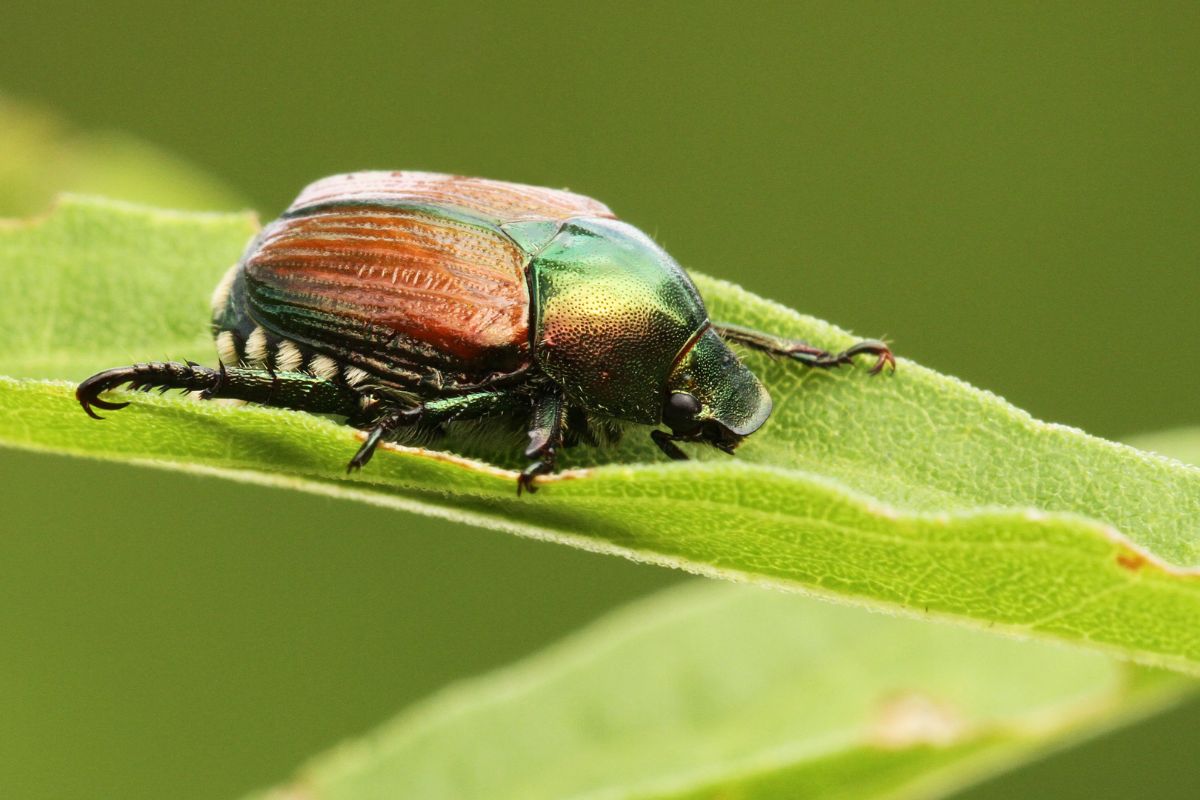 Japanese beetle on a green leaf.