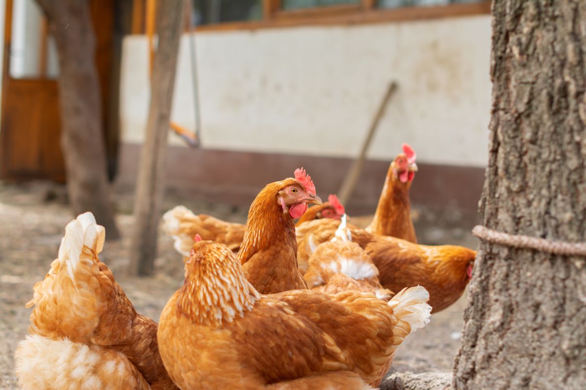 A flock of red star chickens in a backyard.