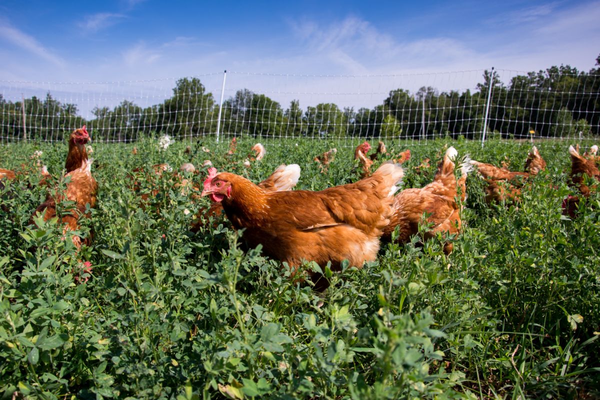 A bunch of red star chickens on a field.