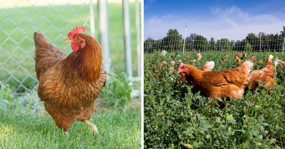 Red Star Chickens: Size, Egg Laying, Facts… - Chicken & Chicks Info