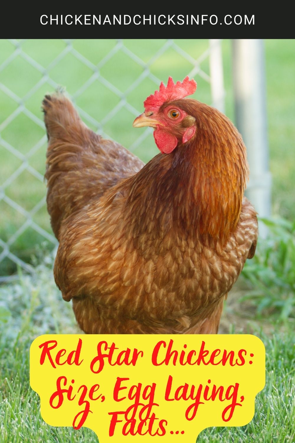 Red Star Chickens Size, Egg Laying, Facts… poster.
