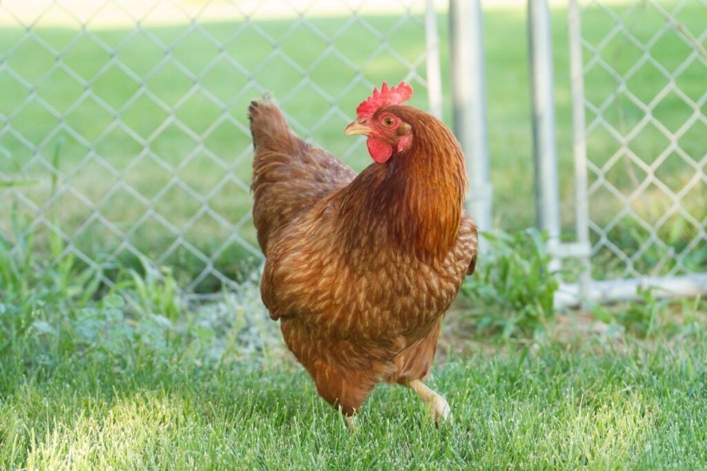 Red Star Chickens Size Egg Laying Facts Chicken Chicks Info
