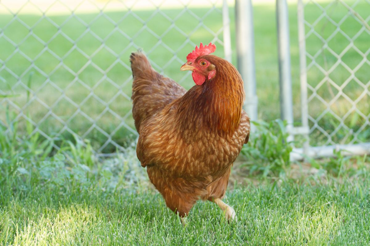 Red start chicken hen in a backyard.
