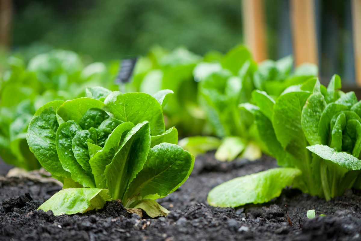 Rows of romaine lettuce in a garden.