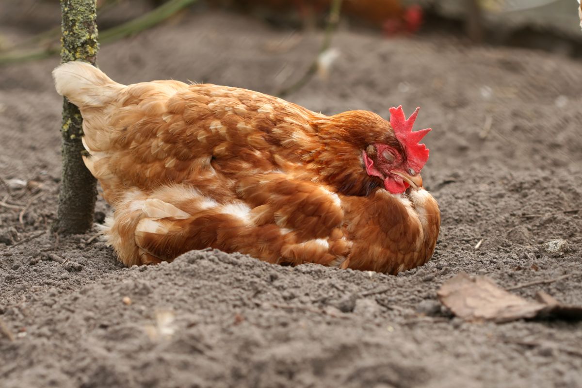 A brown chicken sleeping in a backyard.