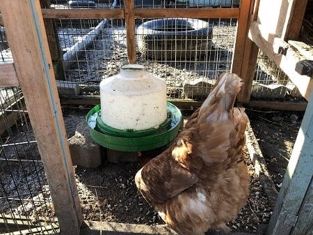 some foods not to give chickens