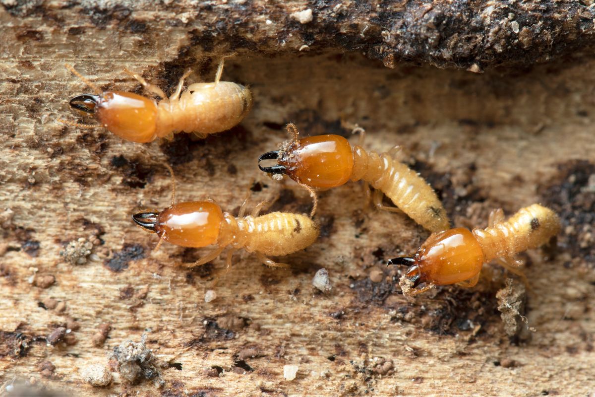 Four termites on a wooden lod.