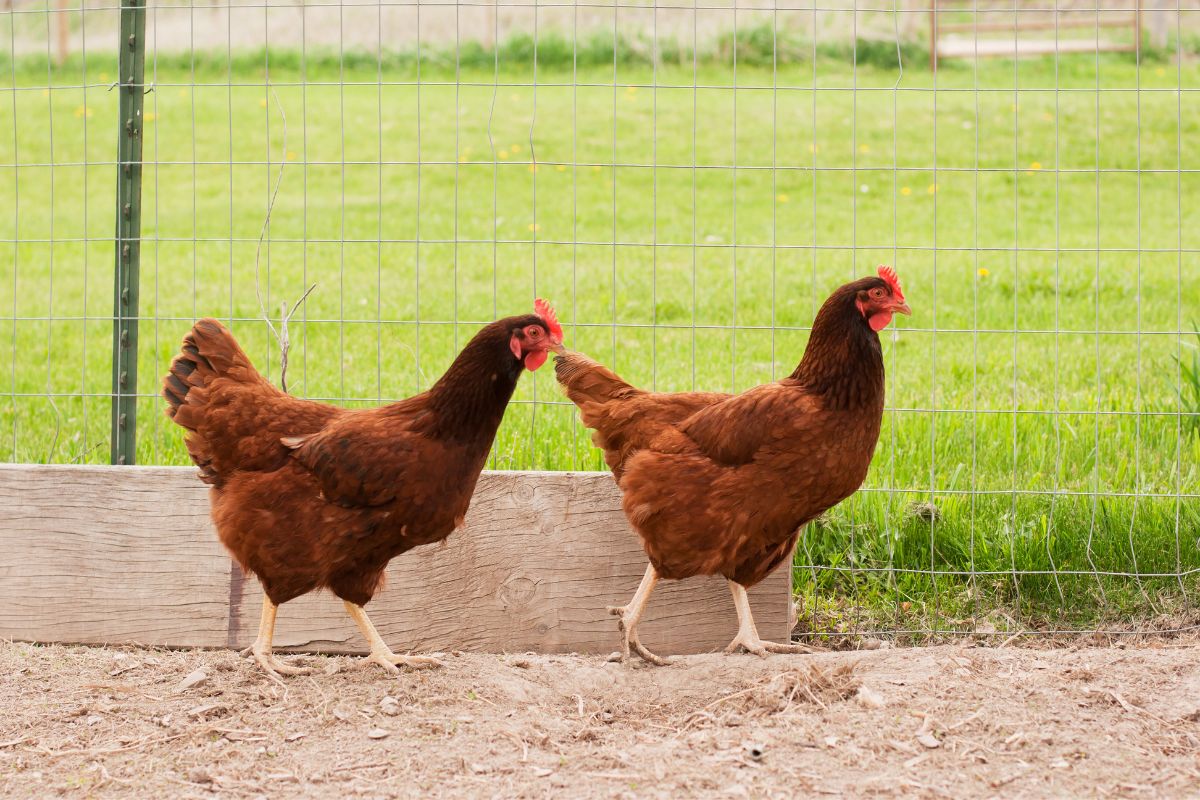Two brown chickens walking a backyard near a fence.