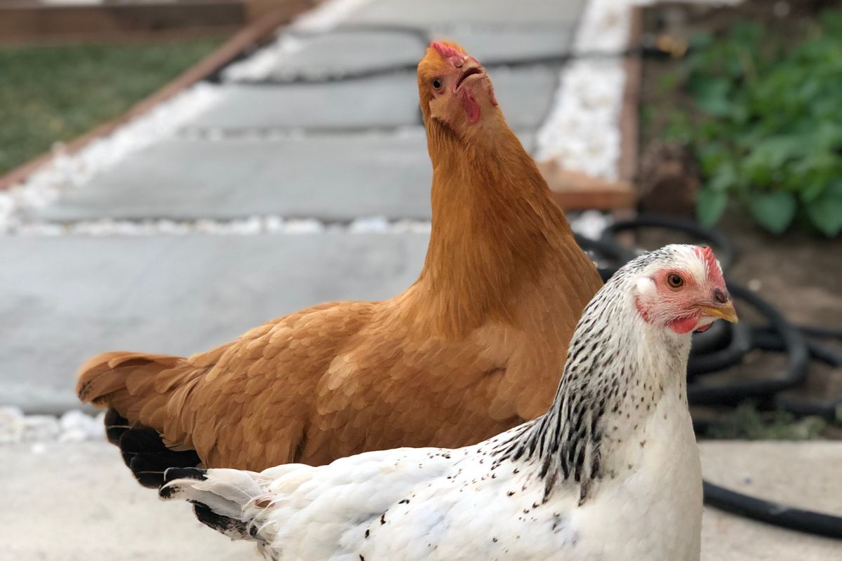 Two funny-looking chickens in the backyard.