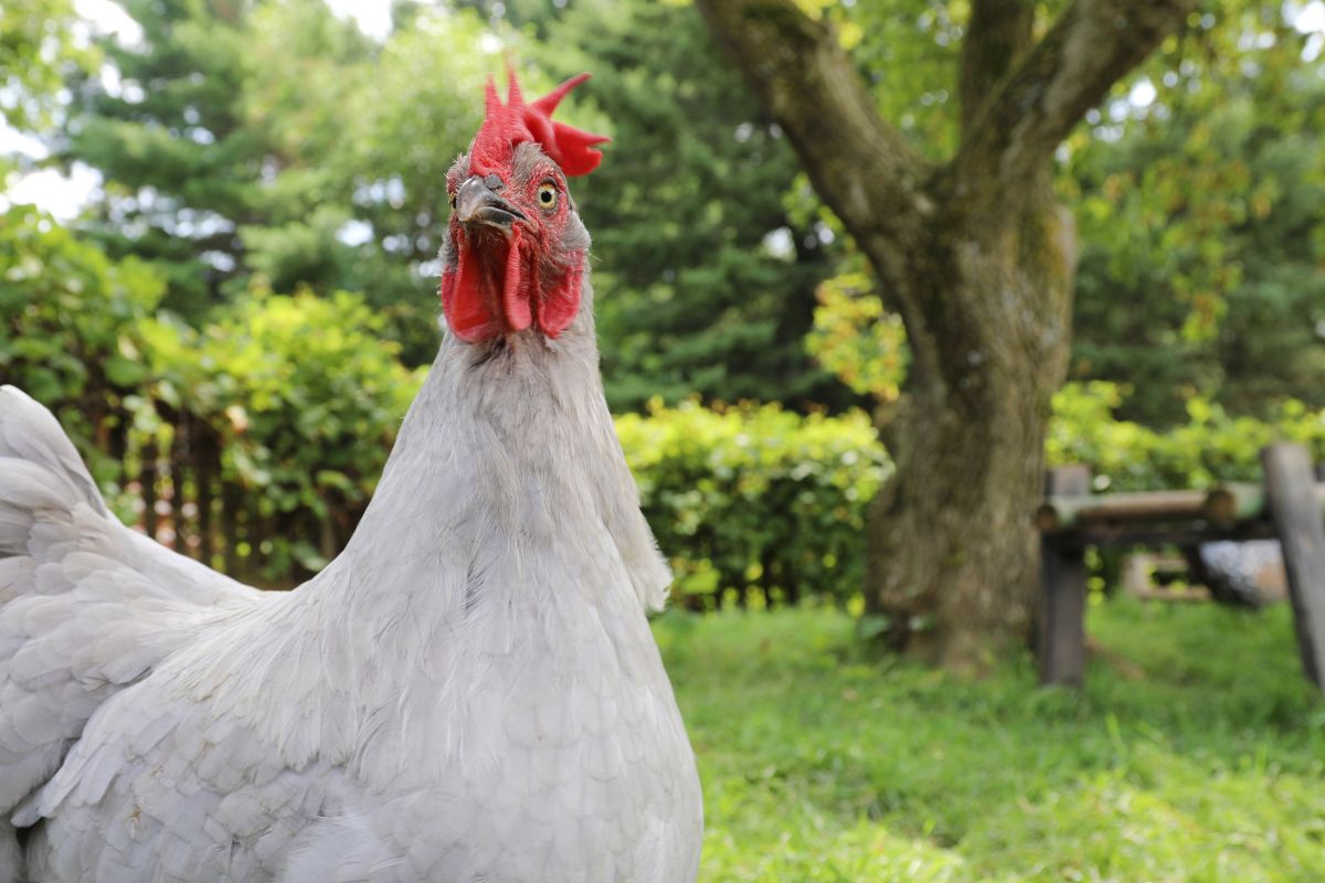 A funny-looking white chicken.