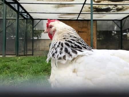 Are Sussex Chickens a Good Backyard Chicken Breed