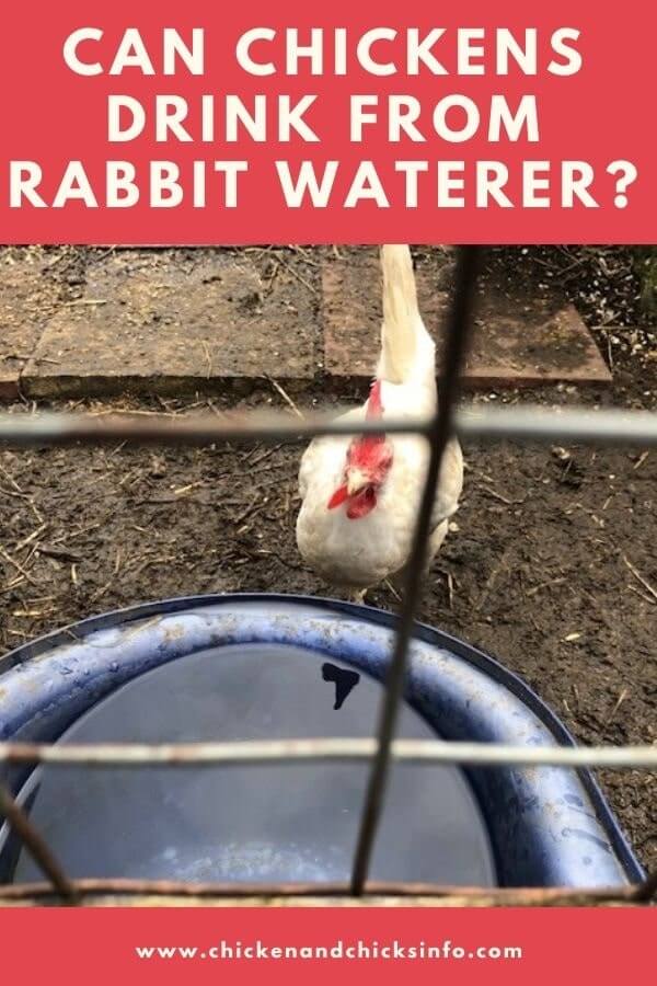 Can Chickens Drink From Rabbit Waterer