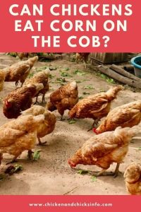 Can Chickens Eat Corn On The Cob? (they Love It!) - Chicken & Chicks Info