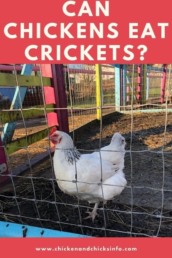 Can Chickens Eat Crickets