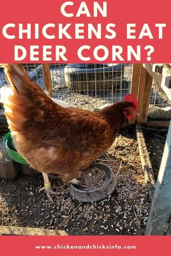 Corn for Chickens by Bernie Morris