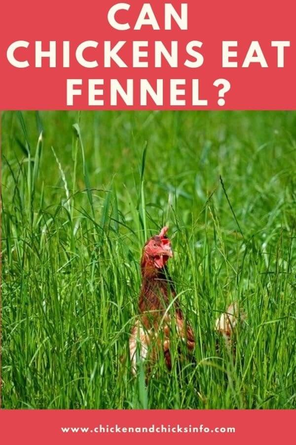 Can Chickens Eat Fennel