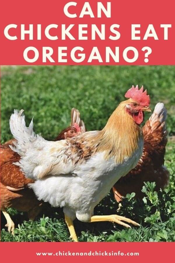 Can Chickens Eat Oregano