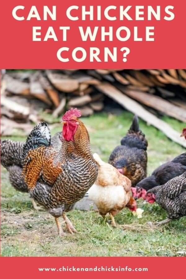Can Chickens Eat Whole Corn