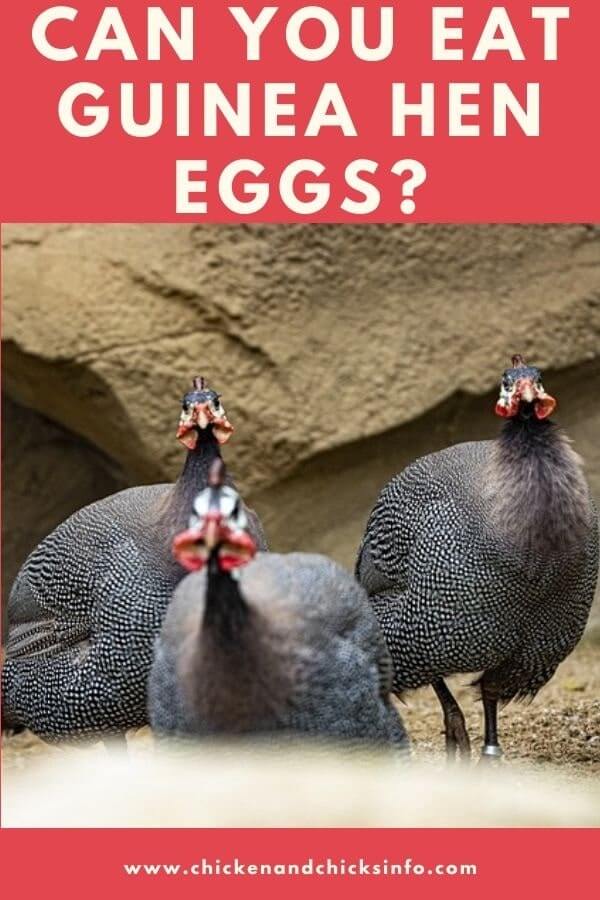 Can You Eat Guinea Hen Eggs