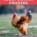 Facts About Brahma Chickens